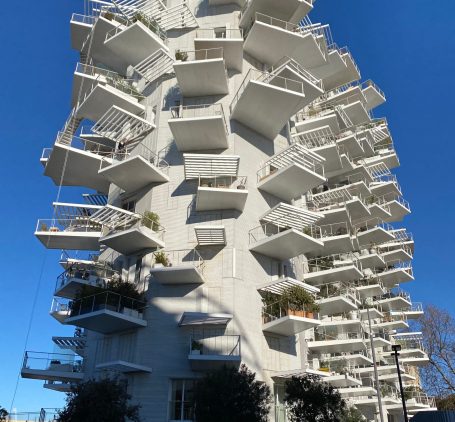 Arbre Blanc Montpellier